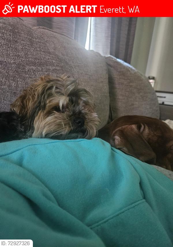 Lost Female Dog last seen 76th and upperidgr rd are my cross st, Everett, WA 98203
