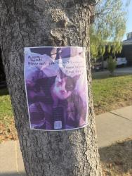Lost Female Cat last seen mckly and chesnut, Fresno, CA 93703
