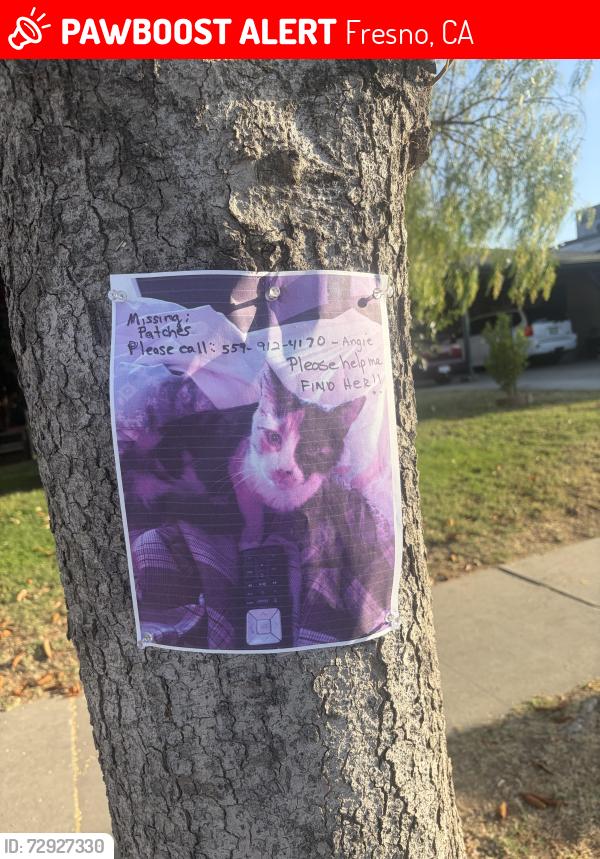 Lost Female Cat last seen mckly and chesnut, Fresno, CA 93703