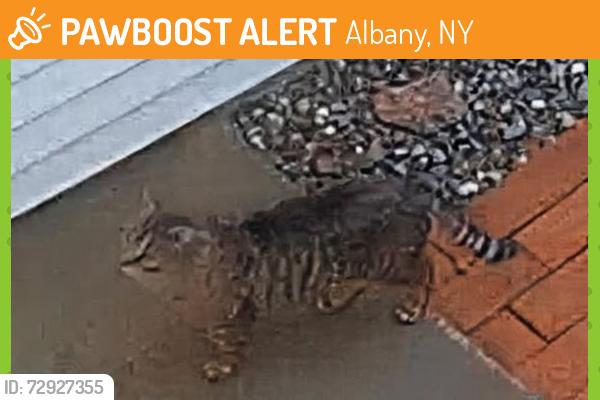Found/Stray Unknown Cat last seen Wemple road, Albany, NY 12077