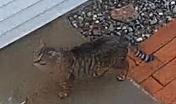 Found/Stray Unknown Cat last seen Wemple road, Albany, NY 12077