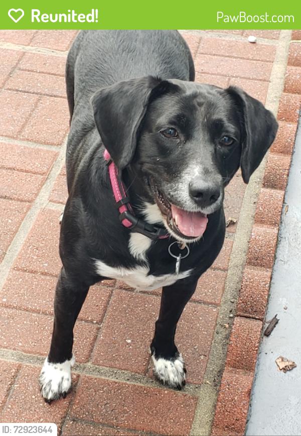 Reunited Female Dog last seen Forrestdale Drive, Durham, NC 27712