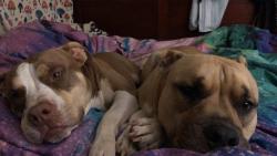 Lost Female Dog last seen Chesnee Hwy or The cow pens battlefield rv park, Cherokee County, SC 29341