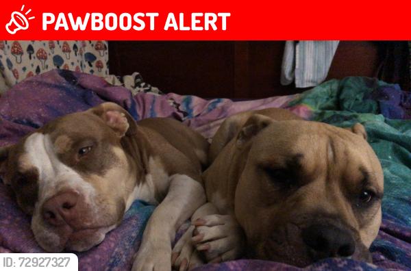 Lost Female Dog last seen Chesnee Hwy or The cow pens battlefield rv park, Cherokee County, SC 29341