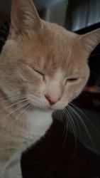 Reunited Male Cat last seen Aspen wood apmts, West Valley City, UT 84120