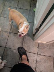 Found/Stray Male Dog last seen Near blue jay way, Las Vegas, NV 89146