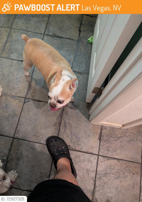 Found/Stray Male Dog last seen Near blue jay way, Las Vegas, NV 89146