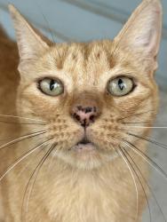 Lost Male Cat last seen Herlil Circle by Gendarme Rd, Lafayette Parish, LA 70520