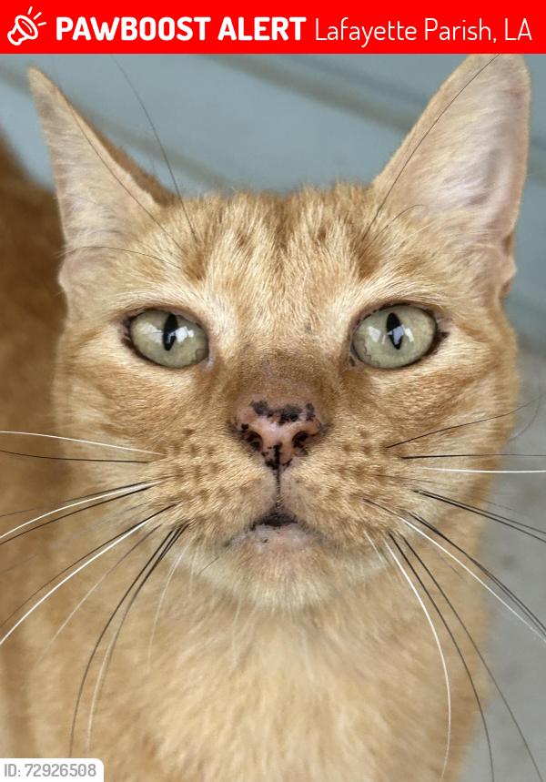 Lost Male Cat last seen Herlil Circle by Gendarme Rd, Lafayette Parish, LA 70520