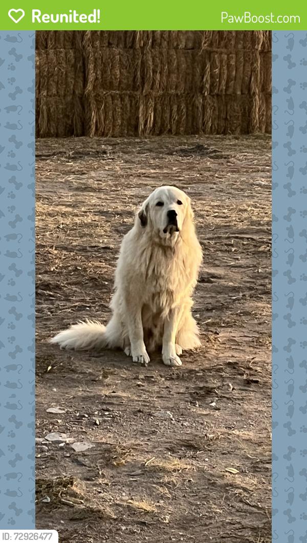 Reunited Male Dog last seen I-25 exit 39, Cheyenne, WY 82009