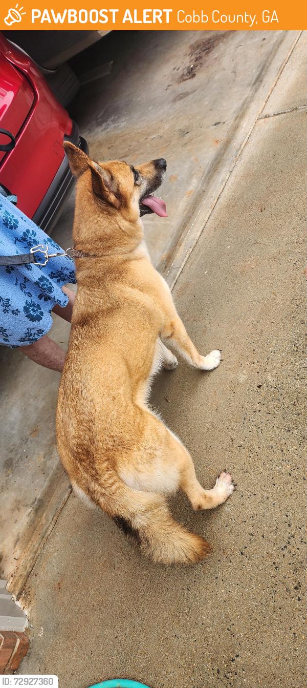 Surrendered Female Dog last seen Baker Rd and Hickory Grove Rd, Cobb County, GA 30101