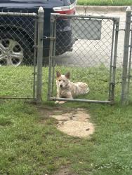 Lost Unknown Dog last seen E rosdaleb, Fort Worth, TX 76119