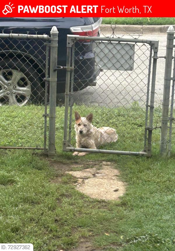Lost Unknown Dog last seen E rosdaleb, Fort Worth, TX 76119