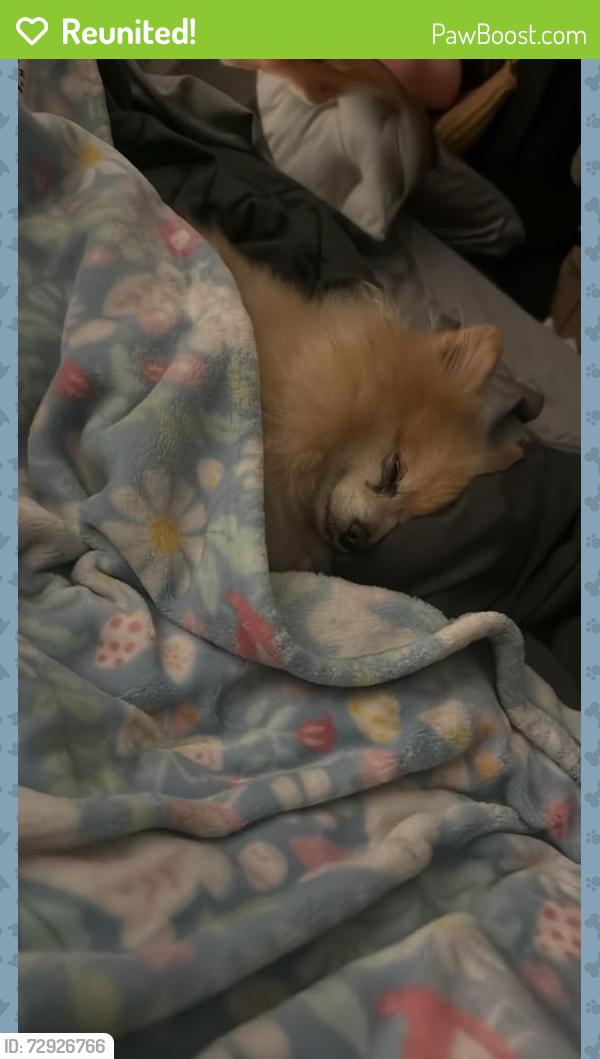 Reunited Male Dog last seen Bridgeford Dr, Sacramento, CA 95833