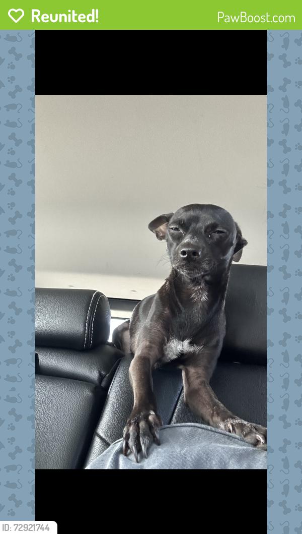 Reunited Male Dog last seen 51st & Baseline, Phoenix, AZ 85339