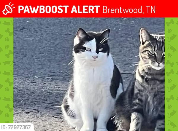 Lost Female Cat last seen Farm, Brentwood, TN 37027