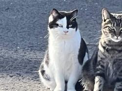 Lost Female Cat last seen Farm, Brentwood, TN 37027