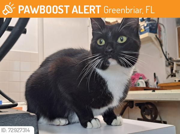 Found/Stray Unknown Cat last seen Pine Ridge, Fair Oak, Greenbriar, FL 33763