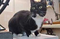 Found/Stray Unknown Cat last seen Pine Ridge, Fair Oak, Greenbriar, FL 33763