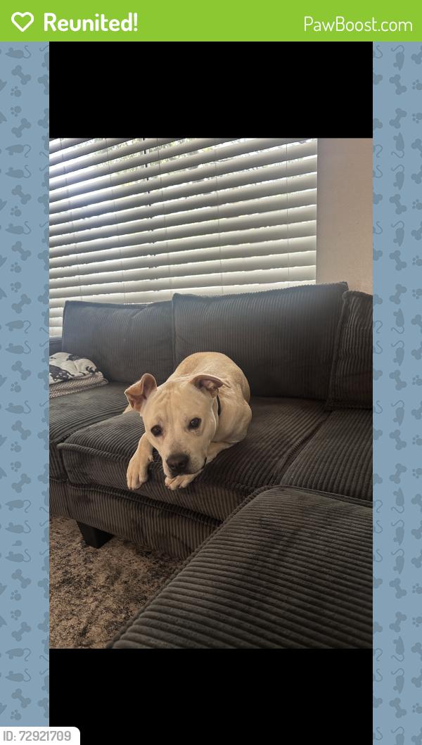 Reunited Male Dog last seen 51st & Baseline, Phoenix, AZ 85339
