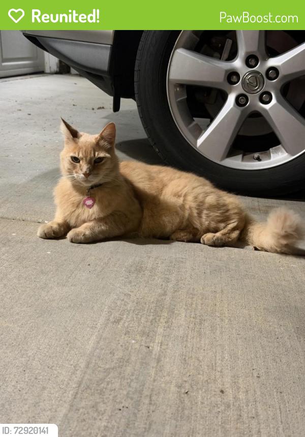 Reunited Unknown Cat last seen Walnut x Yale, Irvine, CA 92620