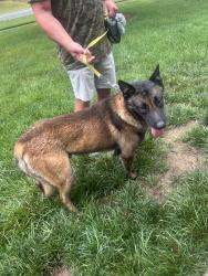 Reunited Male Dog last seen Near between Idlewild and Lebanon (Mint Hill), Matthews, NC 28105