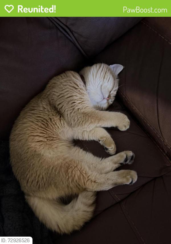 Reunited Male Cat last seen Se Vista ave , Gresham, OR 97080