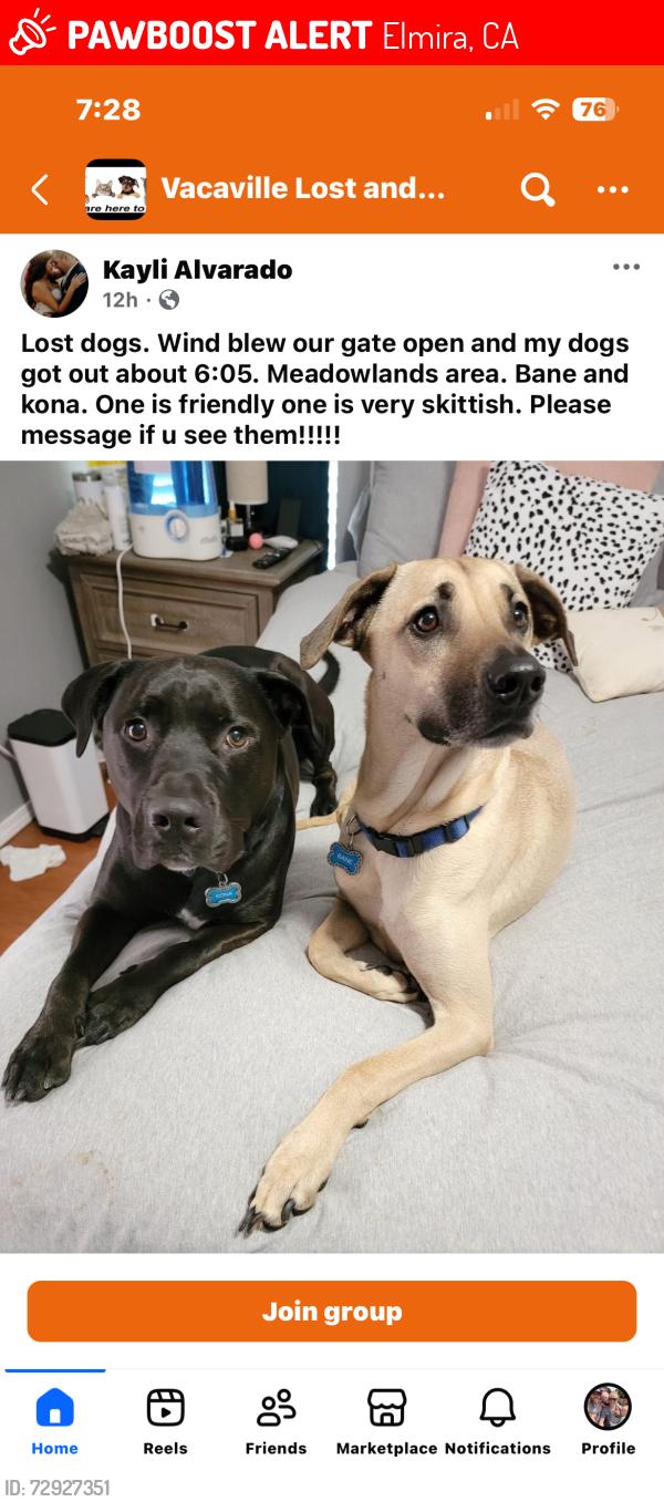 Deceased Male Dog last seen Elmira rd heading towards town of Elmira , Elmira, CA 95687