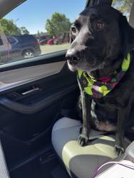 Reunited Female Dog last seen reserve apartmemts, Wolfforth, TX 79382