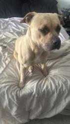 Found/Stray Female Dog last seen Lee College, Baytown, TX 77522
