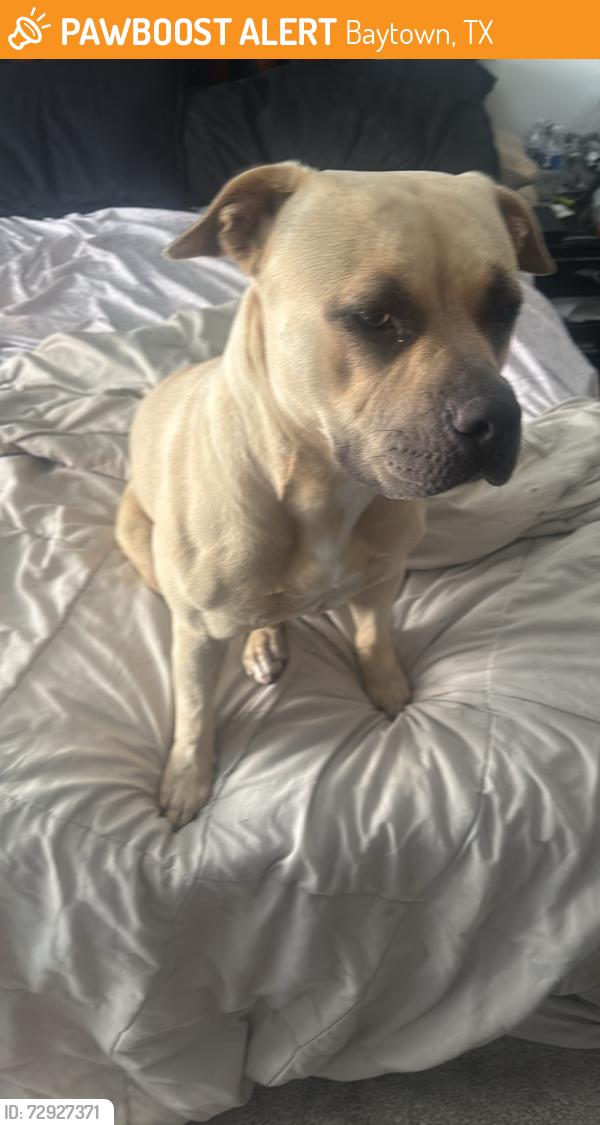 Found/Stray Female Dog last seen Lee College, Baytown, TX 77522