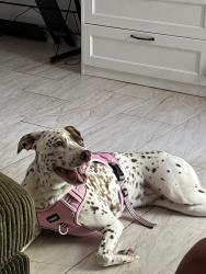 Reunited Female Dog last seen Mission lakes area, Desert Hot Springs, CA 92240