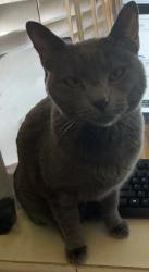 Reunited Female Cat last seen 59th ave & Northern , Glendale, AZ 85301