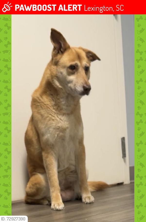 Lost Female Dog last seen Longs Pond Road near I-20, Lexington, SC 29073