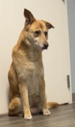 Lost Female Dog last seen Longs Pond Road near I-20, Lexington, SC 29073