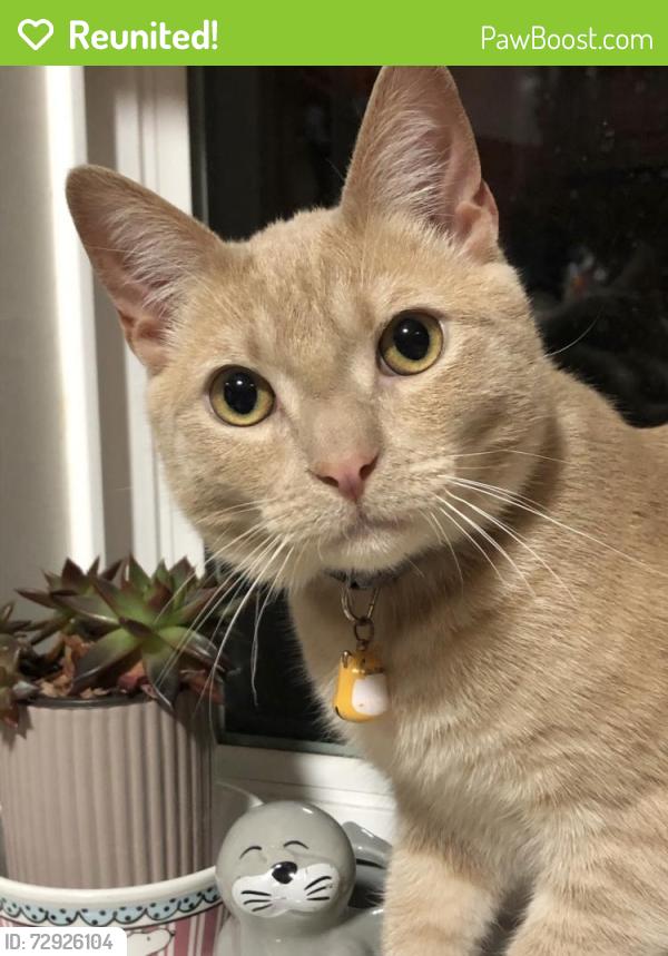 Reunited Male Cat last seen Aborn Rd and White Rd, San Jose, CA 95148