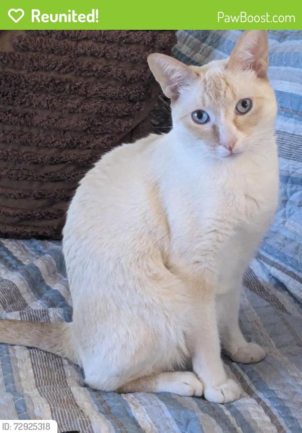 Reunited Male Cat last seen Nelson's Family Campground, East Hampton, CT 06424