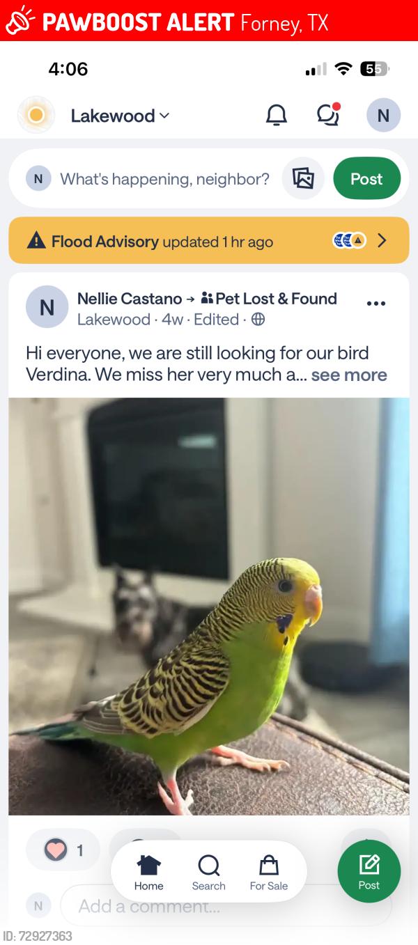 Lost Female Bird last seen Between Beemer Dr and Windswept way, Forney, TX 75126