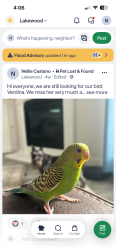 Lost Female Bird last seen Between Beemer Dr and Windswept way, Forney, TX 75126