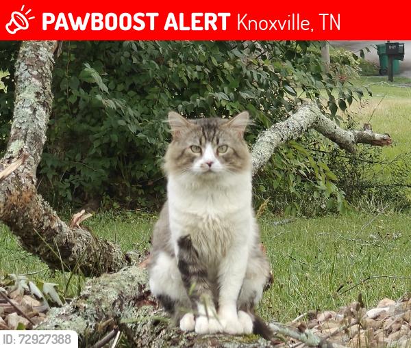 Lost Male Cat last seen Across the street from our hse, Knoxville, TN 37922