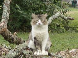 Lost Male Cat last seen Across the street from our hse, Knoxville, TN 37922