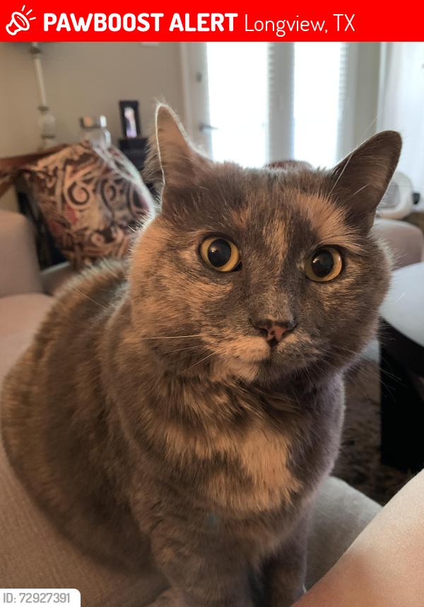 Lost Female Cat last seen Gemi dr off gilmer rd in Longview tx, Longview, TX 75604