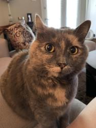 Lost Female Cat last seen Gemi dr off gilmer rd in Longview tx, Longview, TX 75604