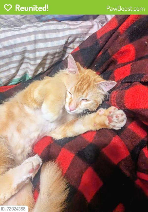Reunited Male Cat last seen Como Pl and Front Ave , Saint Paul, MN 55103