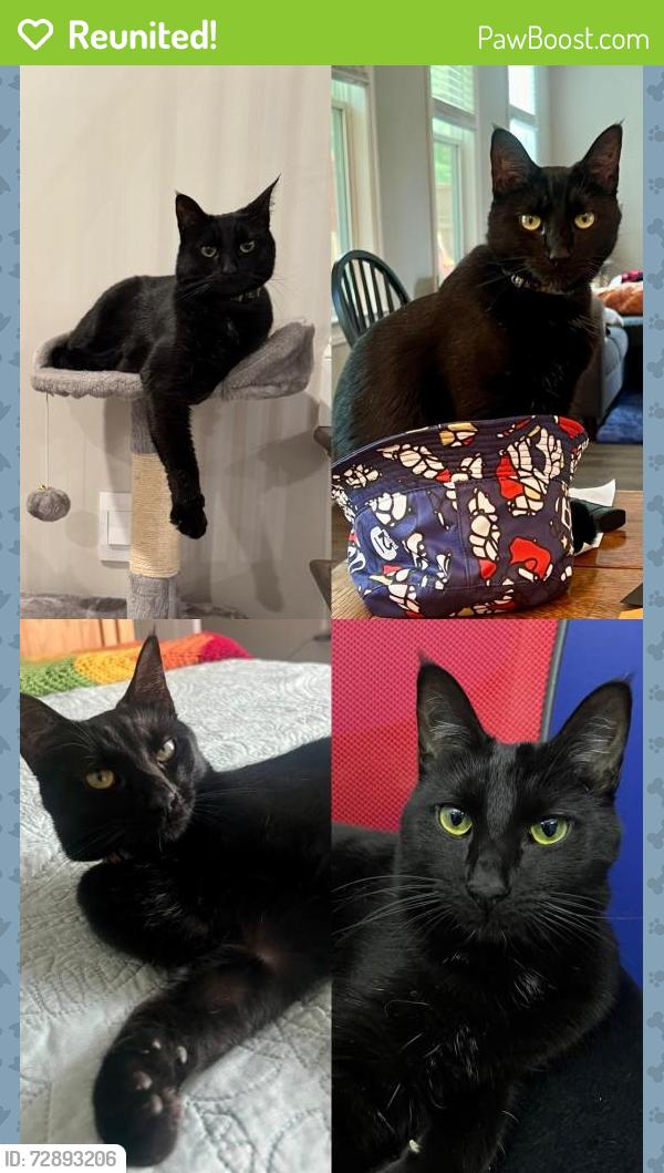 Reunited Female Cat last seen Chastain and Canton roads near Walgreens, Marietta, GA 30066