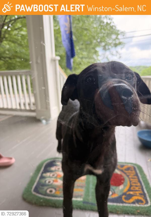 Found/Stray Male Dog last seen West End and 7th Street, Winston-Salem, NC 27101