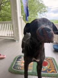 Found/Stray Male Dog last seen West End and 7th Street, Winston-Salem, NC 27101