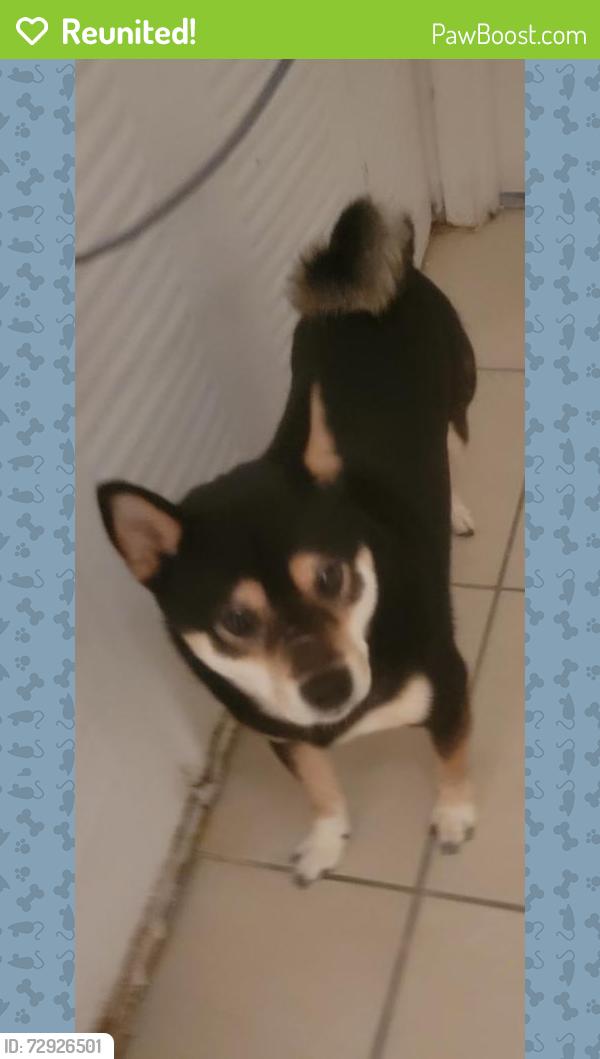 Reunited Male Dog last seen Near NW 3rd Ct, Miami, FL 33169, USA, Miami, FL 33169