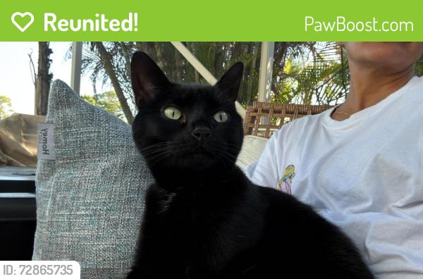 Reunited Female Cat last seen Near Marsh Terrace, Port Saint Lucie FL 34986, Port St. Lucie, FL 34986