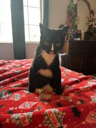 Lost Male Cat last seen Near west Henderson high school, Hendersonville, NC 28791